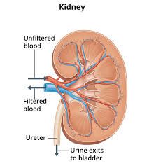 Download4846773972994424319